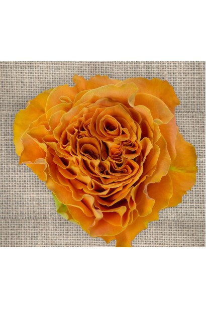 Троянда чайно-гібридна Каралуна - піоноподібний бутон